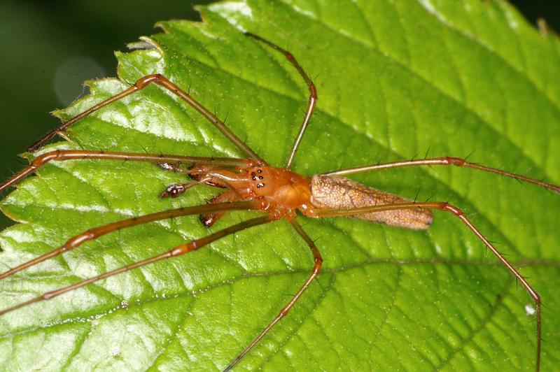 Tetragnatha_montana_D4968_Z_91_Les Gris_Frankrijk.jpg